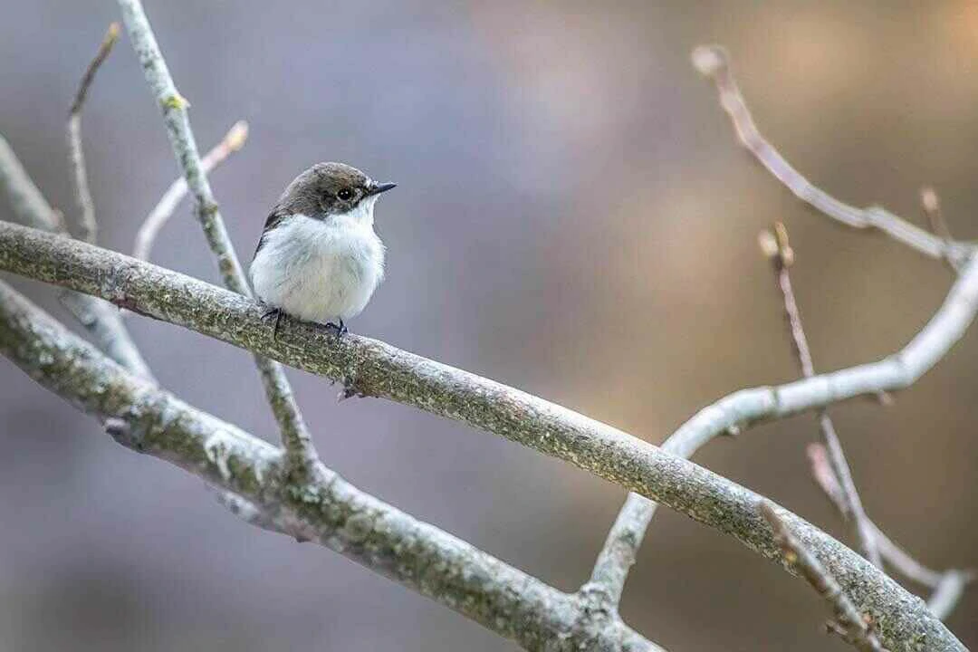 Cassin's Flycatcher